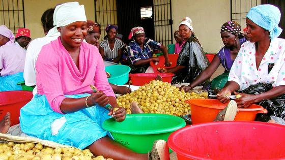 Women opening the fruit to separate the kernel, for the oil, and the pulp. South Africa.