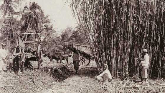 Transport of the sugar cane on ox cart in Java, 1921