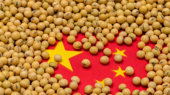 Chinese flag covered in soy beans