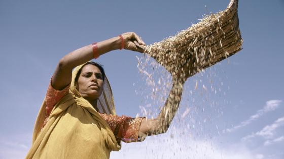 Indian woman sifting grain